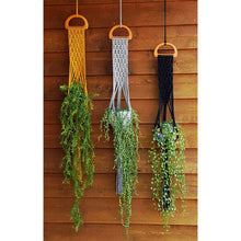 Avery Plant Hanger