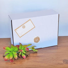 DIY Macrame Kit - Holly Hanging Planter