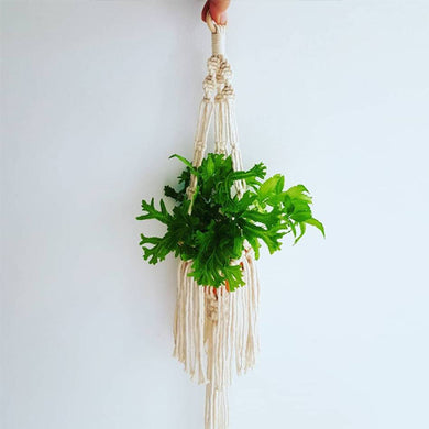 Mini Freya Plant Hanger